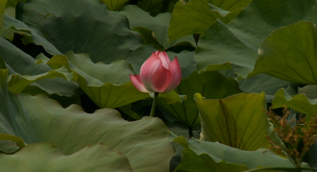 lotus-ferm-gp5